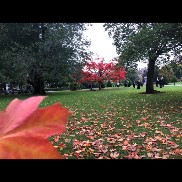 Meet your Posher, Kobra - Picture 1 of 1